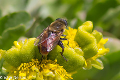 Polydontomyia curvipes