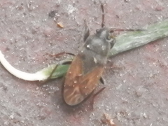 Megalonotus sabulicola