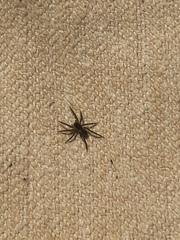 Herpyllus propinquus