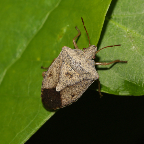 Brown stink bug