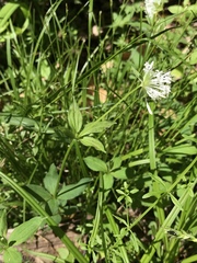 Asperula taurina