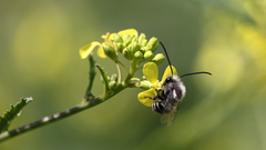 Alloscirtetica tristrigata