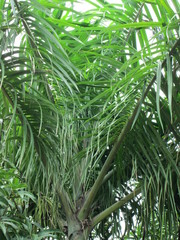 Arecaceae