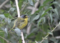 Todirostrum poliocephalum