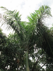 Arecaceae