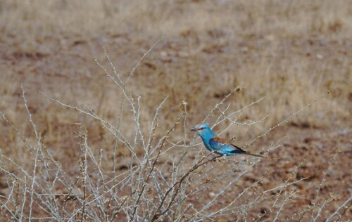 Abyssinian Roller