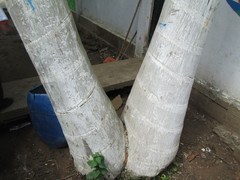Arecaceae