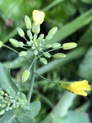 Brassica rapa