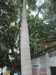 Arecaceae