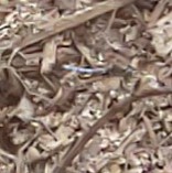 Pachydiplax longipennis