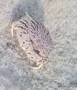 Calappa flammea