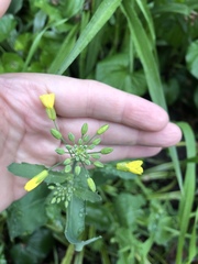 Brassica rapa