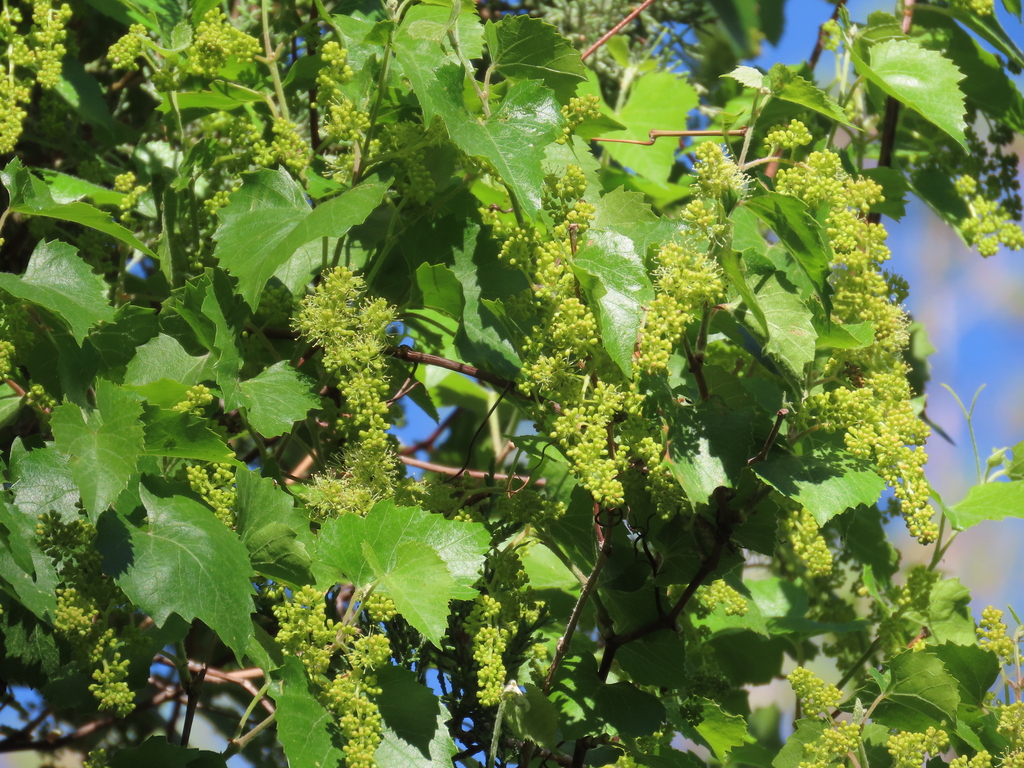 canyon wild grape from Garden Canyon Road, Sierra Vista, AZ 85615, USA ...