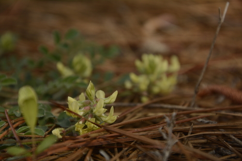 Image of Astragalus villosus by (c) Siddarth Machado, some rights reserved (CC BY)