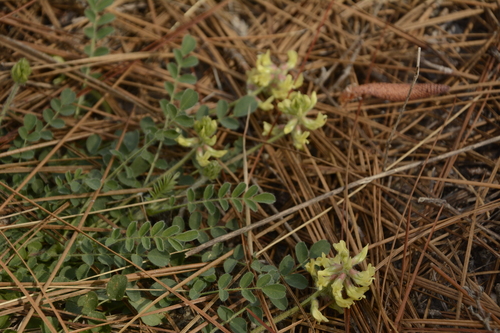 Image of Astragalus villosus by (c) Siddarth Machado, some rights reserved (CC BY)