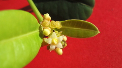 Eumachia chaenotricha