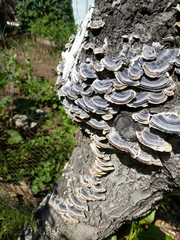 Trametes versicolor