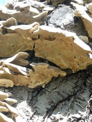 Trametes versicolor