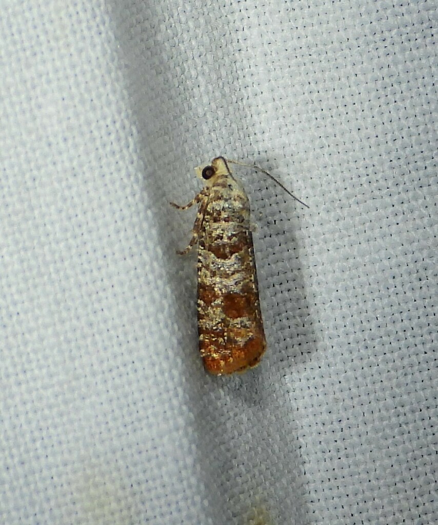 Retinia taedana