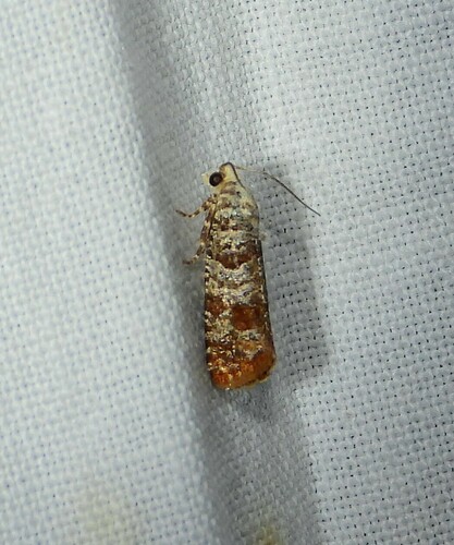 Retinia taedana