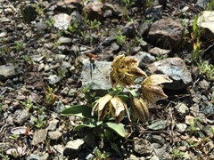 Fritillaria purdyi