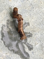 Nematocampa