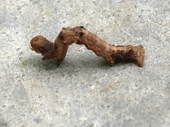 Nematocampa