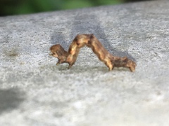 Nematocampa
