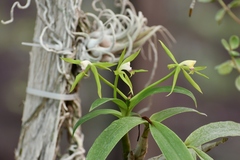 Epidendrum lacertinum