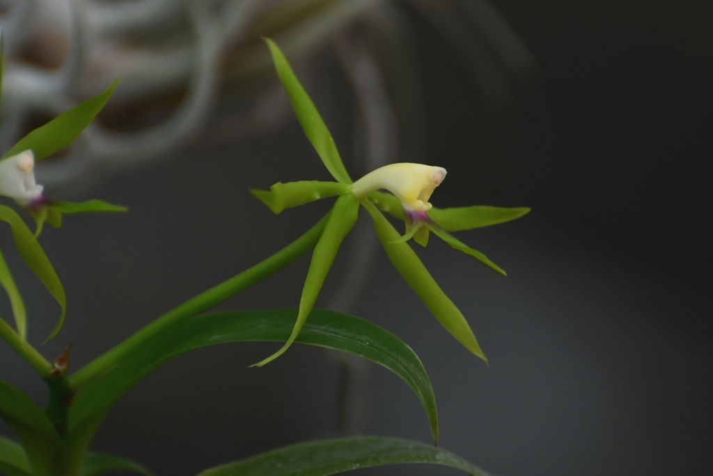 Epidendrum lacertinum Lindl. 4