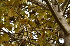 Chiranthodendron pentadactylon