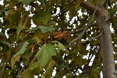 Chiranthodendron pentadactylon