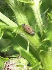 Graphocephala hieroglyphica