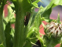 Graphocephala hieroglyphica