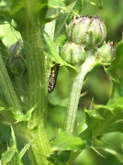 Graphocephala hieroglyphica