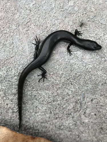 Little Brown Skink, Village Creek State Park, Lumberton, TX, US, photo 7 of 10