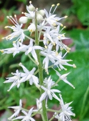 Tiarella stolonifera