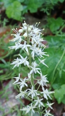 Tiarella stolonifera