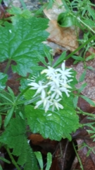 Tiarella stolonifera