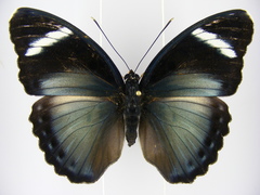 Euphaedra preussi preussi