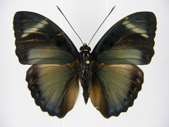 Euphaedra preussi preussi