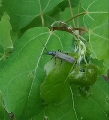 Oedemera lurida