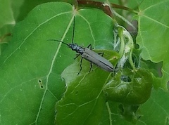 Oedemera lurida