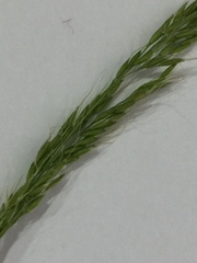 Limnodea arkansana