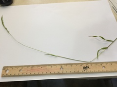 Limnodea arkansana