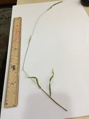 Limnodea arkansana