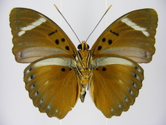 Euphaedra preussi preussi