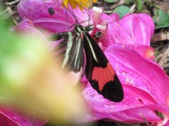 Heliconius besckei