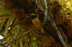 Euphonia luteicapilla