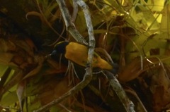 Euphonia luteicapilla